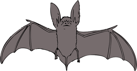 Bat Drawing PNG
