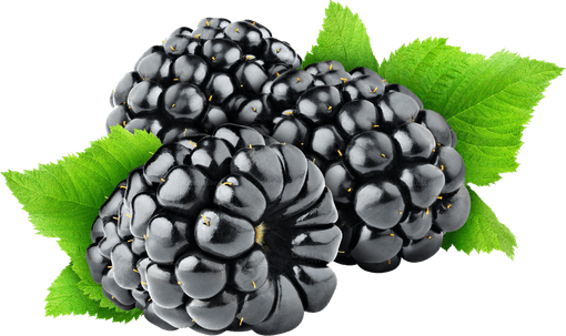 Blackberry Fruit PNG