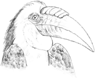 Hornbill Bird PNG
