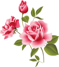Pink Rose PNG