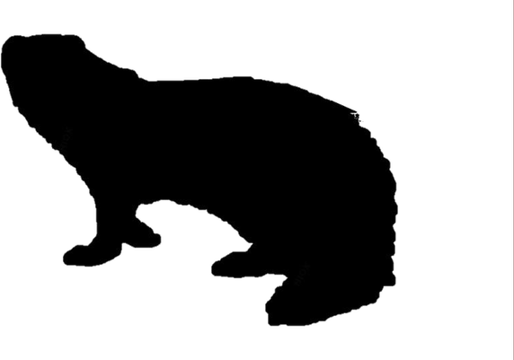 Mongooses PNG
