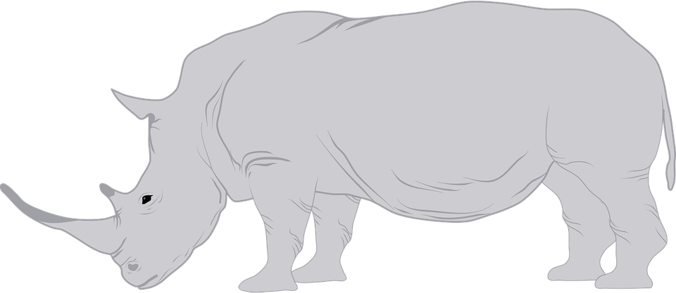 Black Rhinoceros PNG