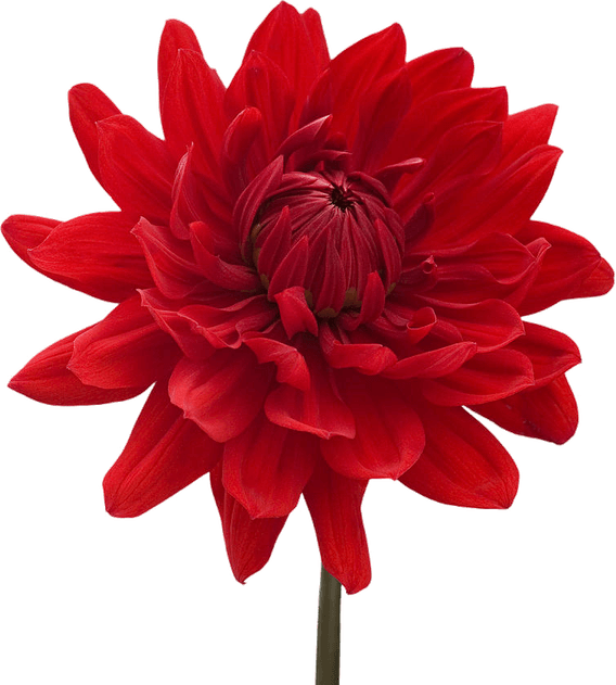 Dahlia PNG