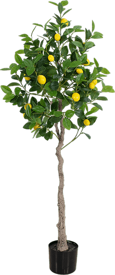 Lemon Tree PNG