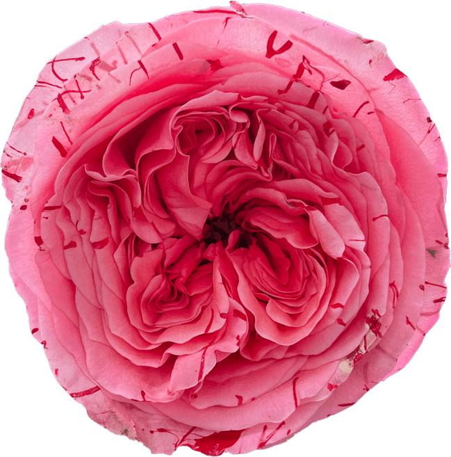 Persian Rose PNG