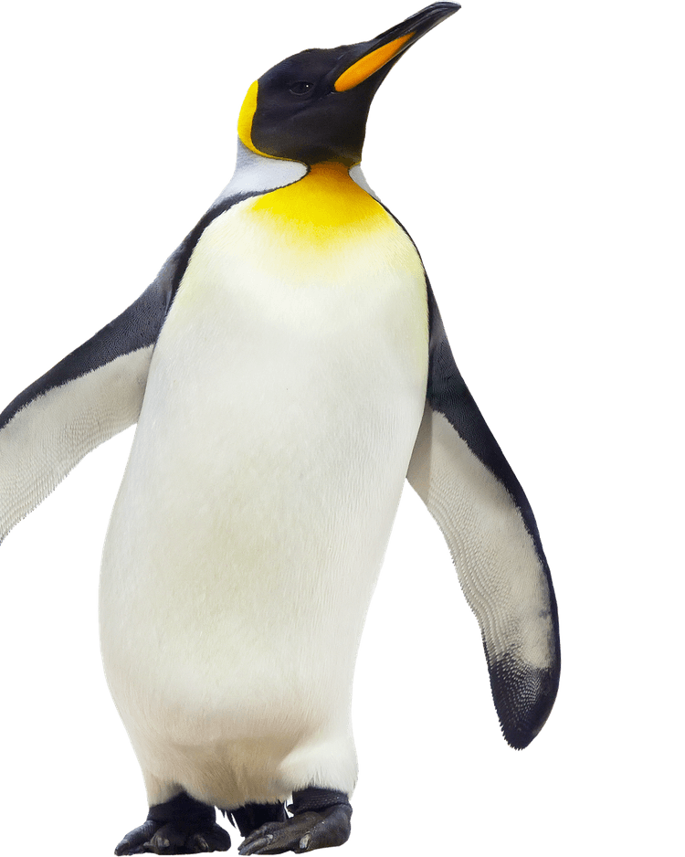 Penguin PNG