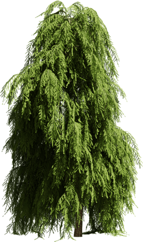 Hemlock Tree PNG