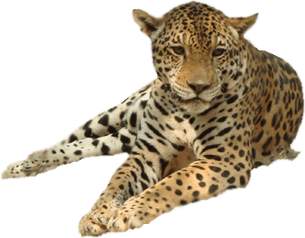 Leopard PNG