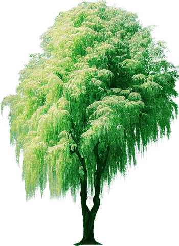 Weeping Willow Tree PNG