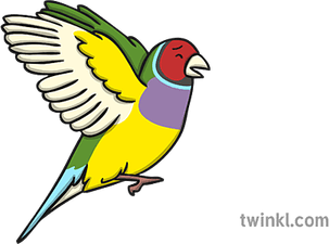 Finches PNG
