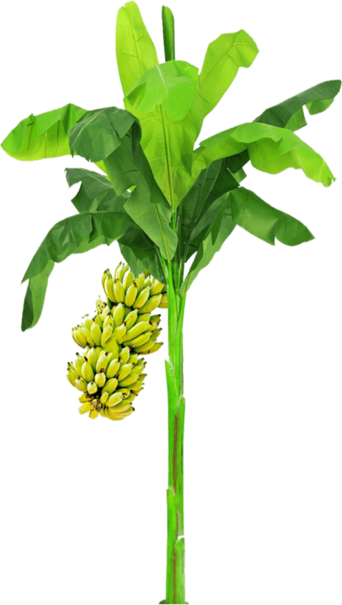 Wedding Banana Tree PNG