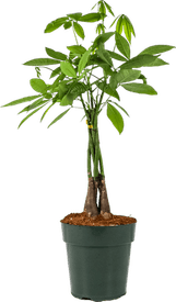 Wedding Banana Tree PNG