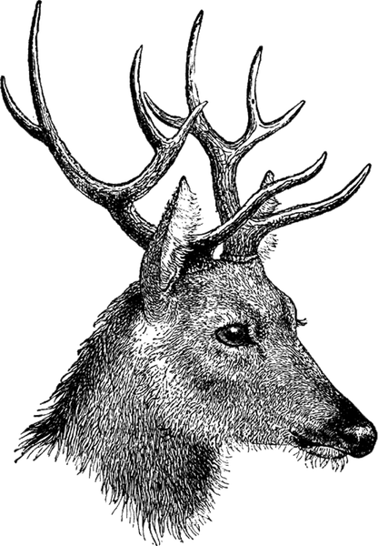 Deer Head PNG