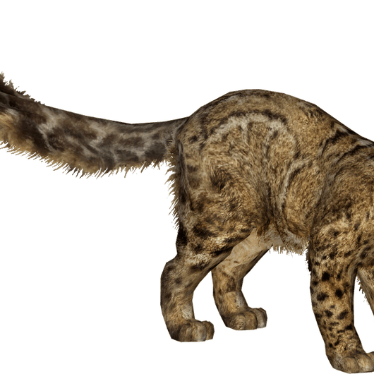 Marbled Cat PNG