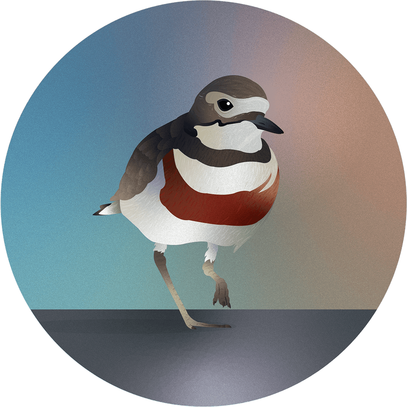Killdeer Bird PNG