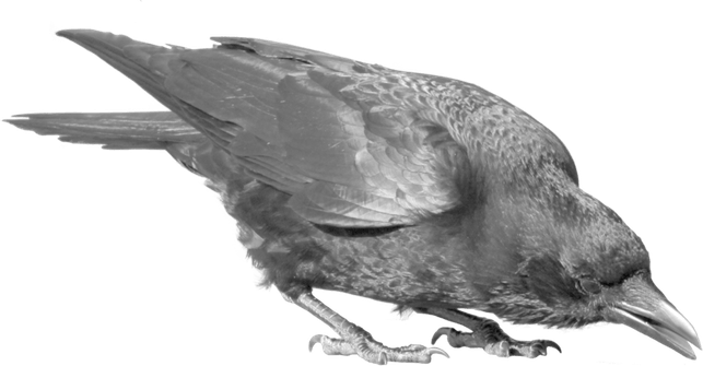 Common Raven PNG