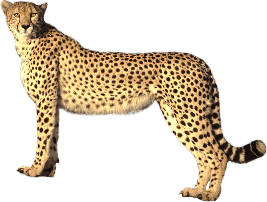 Leopard PNG