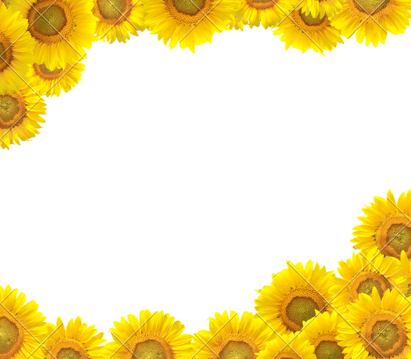 Sunflower Border PNG