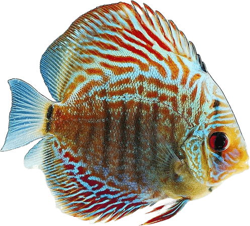 Ornamental Fish PNG