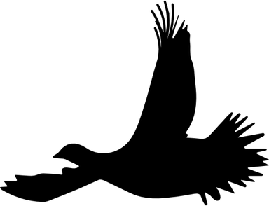 Birds Flying PNG