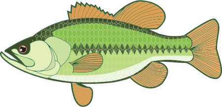 Bass Fish PNG