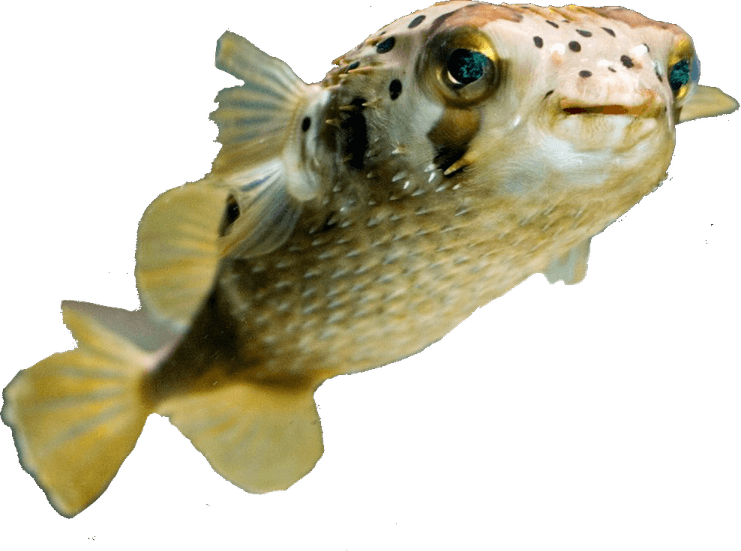 Pufferfish PNG
