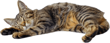 Cat Lying Down PNG