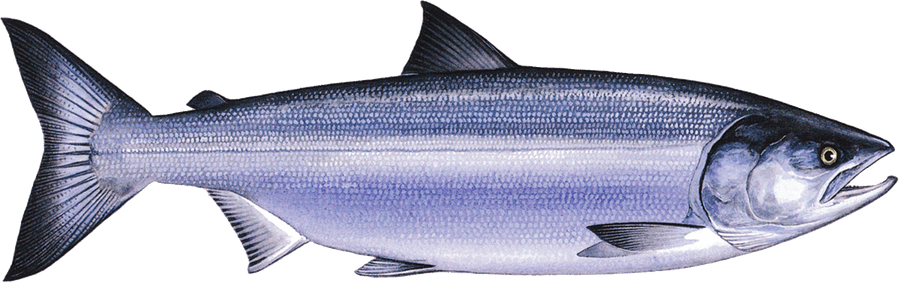 Salmon Fish PNG