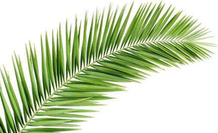 Aesthetic Leaf PNG
