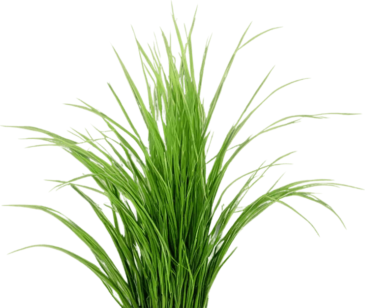 Bamboo Grass PNG