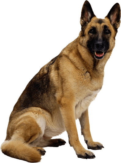 Cocomelon Dog PNG
