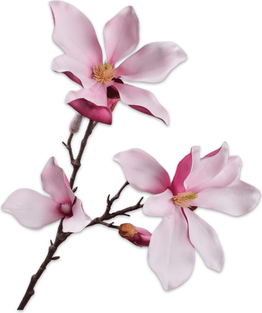 Magnolia Flower PNG