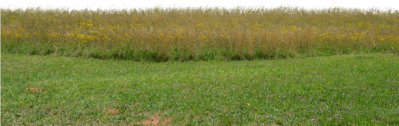 Field PNG