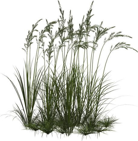 Long Grass PNG