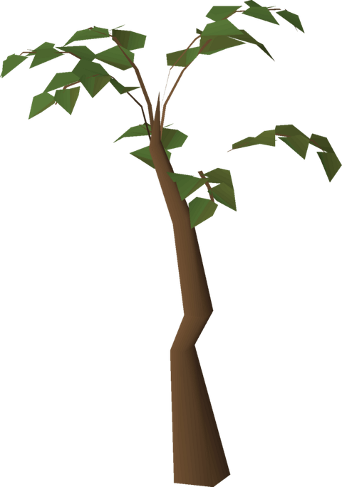 Tropical Tree PNG