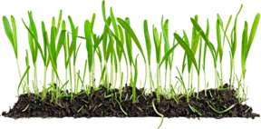 Dirt With Grass PNG