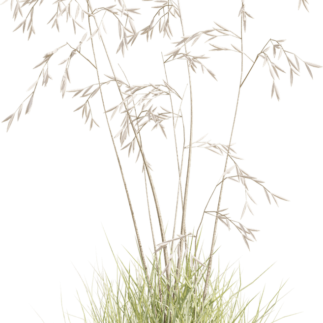 Ornamental Grass Plan PNG