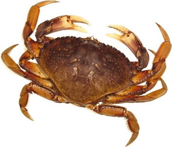 Crab PNG