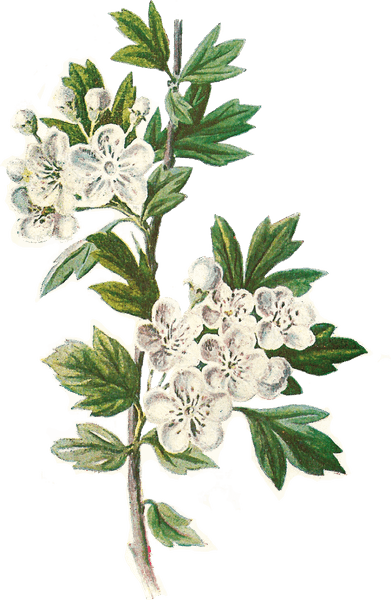 Hawthorn Flower PNG
