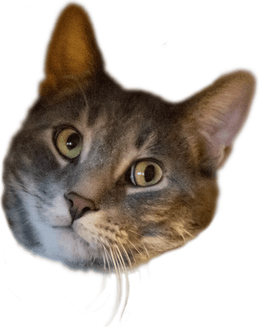 Cat Head PNG