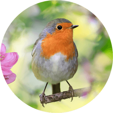 Robin Bird PNG