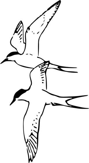 Flying Birds PNG