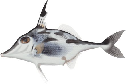 Tripod Fish PNG
