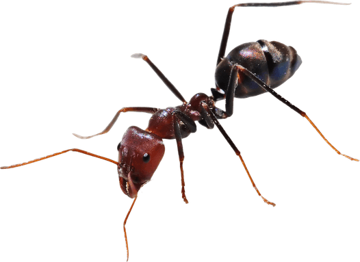 Carpenter Ant PNG