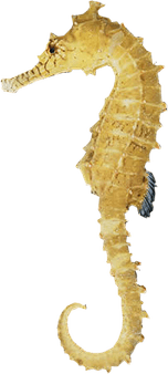 Seahorse PNG
