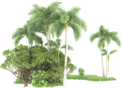 Tropical Tree PNG