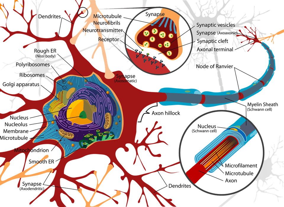 Neuron PNG