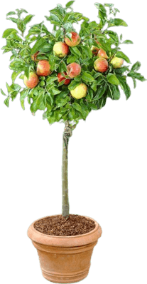 Fruit Tree PNG