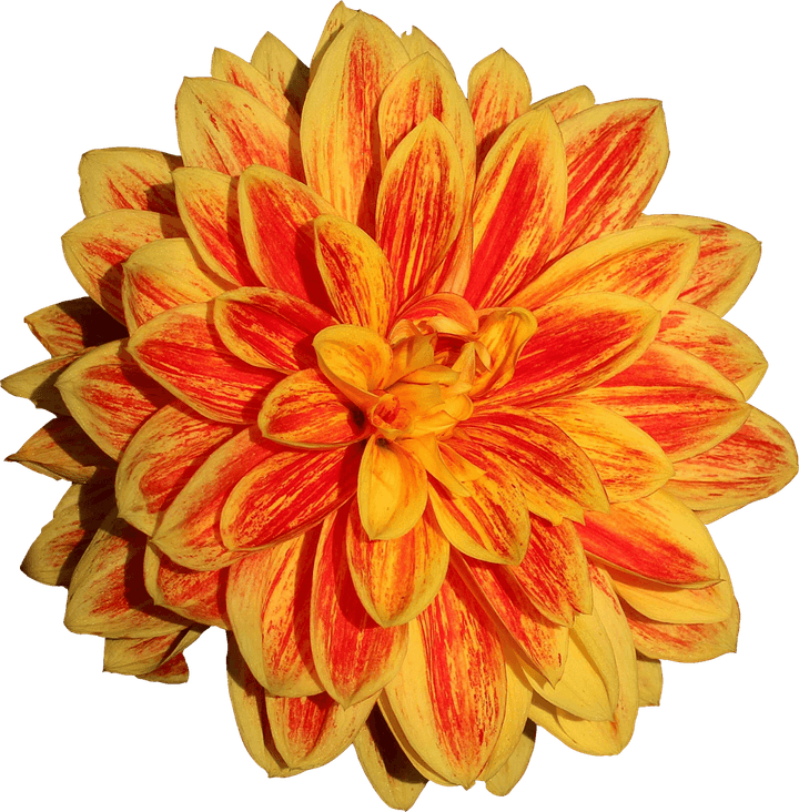 Dahlias PNG