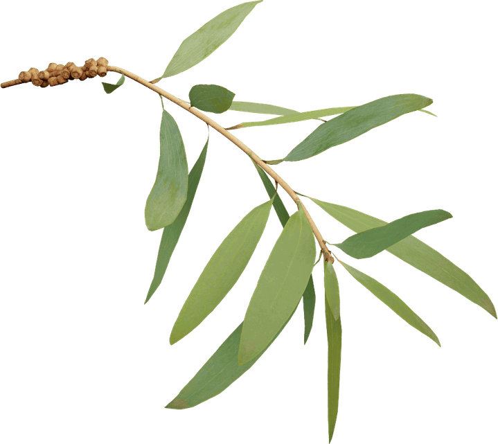 Bottlebrush Tree PNG